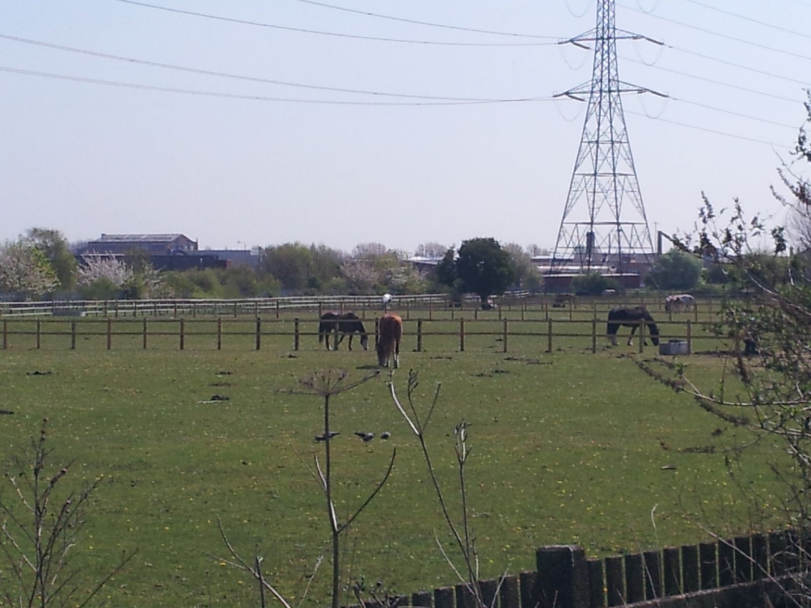 Walthamstow Marshes